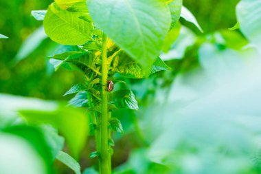 Patates yaprağında Colorado patates böceği güneşli bir günde yakın planda. Colorado patates böceği patates yiyor..