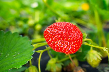 Güneşli bir günde, bir bahçe yatağında büyüyen olgun kırmızı çilekler. Yakın plan..