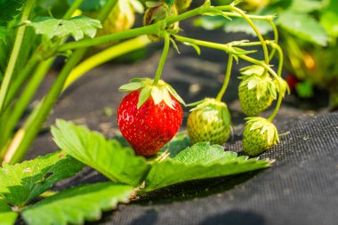 Güneşli bir günde, bir bahçe yatağında büyüyen olgun kırmızı çilekler. Yakın plan..