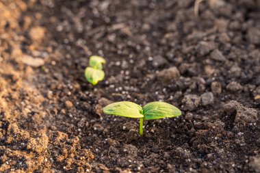 Salatalık filizlenmesinin ilk yaprakları. Bahçenin toprağında filizlenen tohumlar..