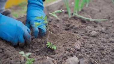 Mavi lastik eldivenli kadın elleri bir bahçe yatağına domates tohumu yerleştirir. Yüksek kaliteli FullHD görüntüler