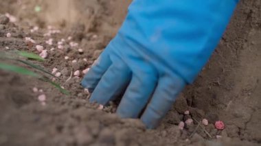Elleri lastik eldivende, patatesleri mineral gübreyle toprağa yerleştirir, yavaş çekimde yakın çekimde. Yüksek kaliteli FullHD görüntüler