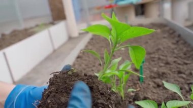 Elleri lastik eldivenli, elinde dolma biber tohumları, yakın plan. Yüksek kaliteli FullHD görüntüler