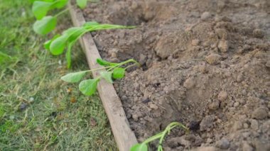 Bahçe yatağına ekmek için lahana fideleri hazırlandı. Yüksek kaliteli FullHD görüntüler