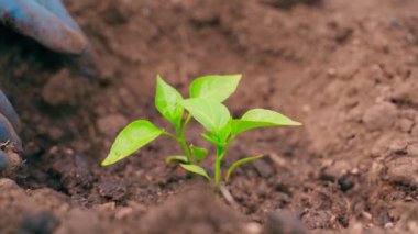 Bahçe yatağına dolmalık biber ekme süreci, yakın çekim. Yüksek kaliteli FullHD görüntüler