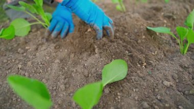Bahçe yatağına lahana tohumu ekme süreci, ağır çekimde. Yüksek kaliteli FullHD görüntüler