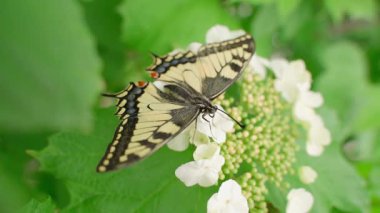 Kelebek Papilio machaon 'un yakın çekimi. Yüksek kaliteli FullHD görüntüler