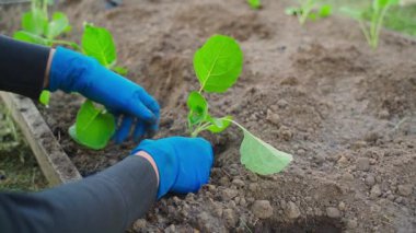 Lahana fidelerinin yavaş çekimde çekilmesi. Yüksek kaliteli FullHD görüntüler