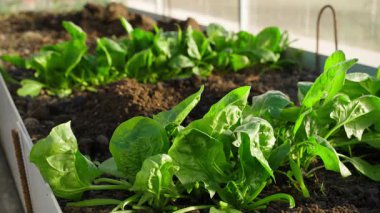 Ispanak bir bahçe yatağında, bir serada yetişir. Yüksek kalite 4k görüntü