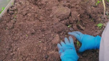 Sebze bahçesindeki sert toprağın elle ezilmesi. Yüksek kaliteli FullHD görüntüler