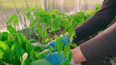 Mavi lastik eldivenli eller sera yatağına domates tohumu ekiyor. Yüksek kalite 4k görüntü