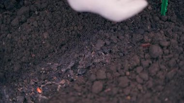 Bahçe yatağına yeşil salatalık tohumu ekme işlemi, yakın çekim. Yüksek kalite 4k görüntü