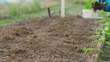 Baharda, baharda, bahçe yatağına lahana tohumu ekiyorum. Yüksek kalite 4k görüntü