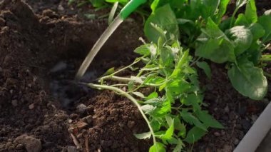 Ekmeden önce domates fidelerinin kökünü ıslatıyorum. Yaklaş. Yüksek kalite 4k görüntü