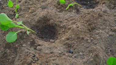 Mavi lastik eldivenli kadın elleri bahçedeki bir yatağa lahana filizi dikiyor. Yüksek kalite 4k görüntü
