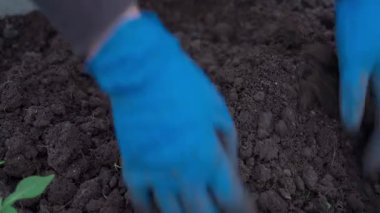 Mavi lastik eldivenli kadınların elleri bahçe yatağındaki toprağı ezer. Yüksek kalite 4k görüntü