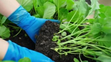 Lastik eldivenli bir kadın lahana fidelerini kaldırıyor, yakın plan, yavaş çekim. Yüksek kaliteli FullHD görüntüler