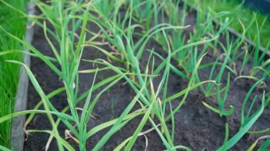 Sarımsak büyüyen bir yatağın üzerinde düzgün kamera hareketi. Yakın plan. Yüksek kaliteli FullHD görüntüler