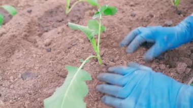 Karnabahar tarlasına karnabahar fideleri dikiyorum, eldiven takıyorum. Yüksek kaliteli FullHD görüntüler