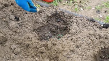 Lahana tohumu, bahçe yatağının toprağında yavaş çekimde hazır bir teneffüste yerleştirilir. Yüksek kaliteli FullHD görüntüler