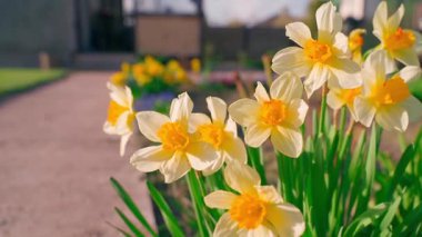 Gün batımında sarı çiçek açan nergislerin yakın çekimi. Yüksek kaliteli FullHD görüntüler