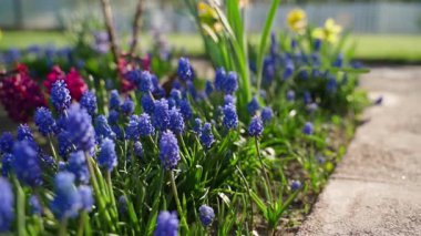 Gün batımında mavi çiçekli muscari 'nin yakın çekimi. Yüksek kaliteli FullHD görüntüler