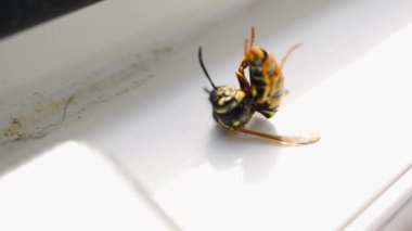 Yabanarısı böcek kovucu ile zehirlenmiş, yakından. Yüksek kaliteli FullHD görüntüler