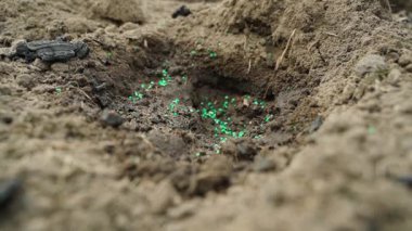 Genç bir karnabahar tohumu, bahçe yatağının toprağında önceden hazırlanmış bir depresyona sokulur. Yüksek kaliteli FullHD görüntüler