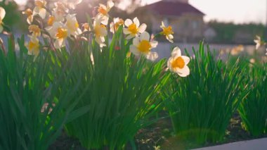 Günbatımının arka planında çiçek açan nergisler, yakın plan. Yüksek kaliteli FullHD görüntüler