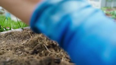 Mavi lastik eldivenli kadın elleri lahana filizi dikiyor, yakın plan. Yüksek kaliteli FullHD görüntüler