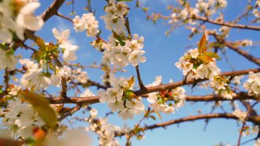 Gökyüzüne karşı kiraz çiçekleri, pürüzsüz kamera hareketi. Yüksek kaliteli FullHD görüntüler