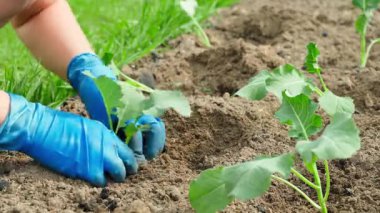 Güneşli bir gün, mavi lastik eldivenli kadınların elleri bahçe yatağına karnabahar tohumu ekiyor. Yüksek kalite 4k görüntü