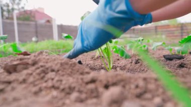 Elleri lastik eldiven içinde lahana fideleri dikiyor, yavaş çekimde yakın plan çekimde. Yüksek kaliteli FullHD görüntüler