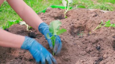 Bahçe yatağına brokoli tohumları ekme süreci. Yüksek kalite 4k görüntü