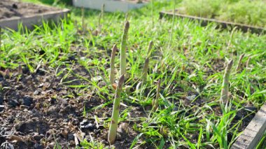 Bir kadın, güneşli bir günde mavi lastik bir eldivenle bahçe yatağında kuşkonmaz topluyor. Yüksek kalite 4k görüntü