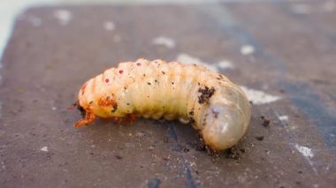 Gergedan böcek larvası hareket ediyor, yakın plan. Yüksek kalite 4k görüntü