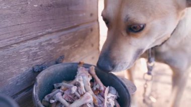 Açık renkli aç köpek tezgahın yanında tavuk kemikleri yiyor, ağır çekimde. Yüksek kaliteli FullHD görüntüler