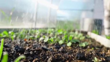 Seradaki bir yatak, yavaş çekimde bir sulama kutusundan sulanır. Yüksek kaliteli FullHD görüntüler