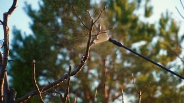 Yapraksız bir ağacı yavaş çekimde yakına püskürtmek. Yüksek kaliteli FullHD görüntüler