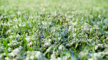 Eriyen karlı yeşil çimenler, yakın plan. Yüksek kaliteli FullHD görüntüler