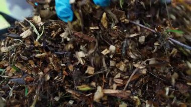 Ağaç budadıktan sonra dalları işledikten sonra odun parçaları toplamak, yakın plan. Yüksek kaliteli FullHD görüntüler