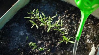 Tohumlar sulama kabından sulanır, üst görünüm, yavaş çekim. Yüksek kaliteli FullHD görüntüler