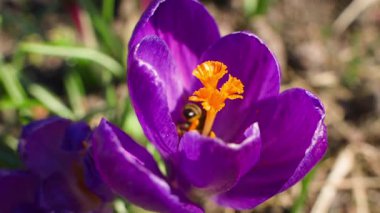 Mor bir kır çiçeğini dölleyen arılar, yaklaşın. Yüksek kaliteli FullHD görüntüler