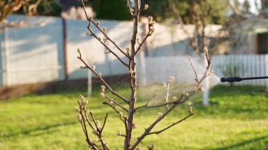 Yaprakları olmayan bir ağaç, yavaş çekimde püskürtücüden püskürtülür. Yüksek kaliteli FullHD görüntüler