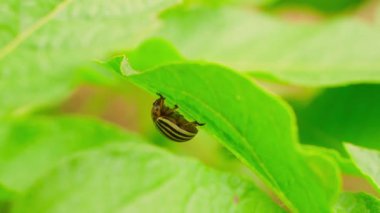 Colorado patates böceği patates yaprağının arkasında oturuyor. Yaklaş. Yüksek kaliteli FullHD görüntüler