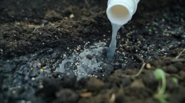 Topraktaki tohumlara gübre döküldü, yavaş çekimde yakın çekim. Yüksek kaliteli FullHD görüntüler
