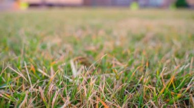 Kış bittikten sonra çimlerin yanında kamera hareketi, yakın plan. Yüksek kaliteli FullHD görüntüler