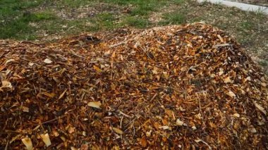 Ağaç dallarını kestikten sonra bir yığın odun, yakın plan. Yüksek kaliteli FullHD görüntüler