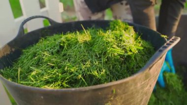 Mavi lastik eldivenli eller bir kova dolusu yeşil çim kırpıntısı alıyor, yakın plan. Yüksek kaliteli FullHD görüntüler