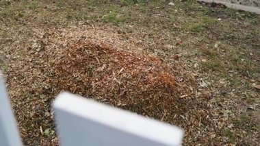 Ağaç öğütücüsünü kullandıktan sonra bir dağ kadar odun kırıntısı, düzgün kamera hareketi. Yüksek kaliteli FullHD görüntüler